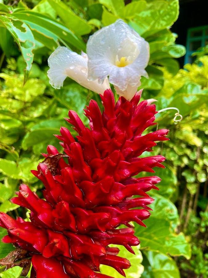 Apartament Flor De La Selva Puerto Nariño Zewnętrze zdjęcie